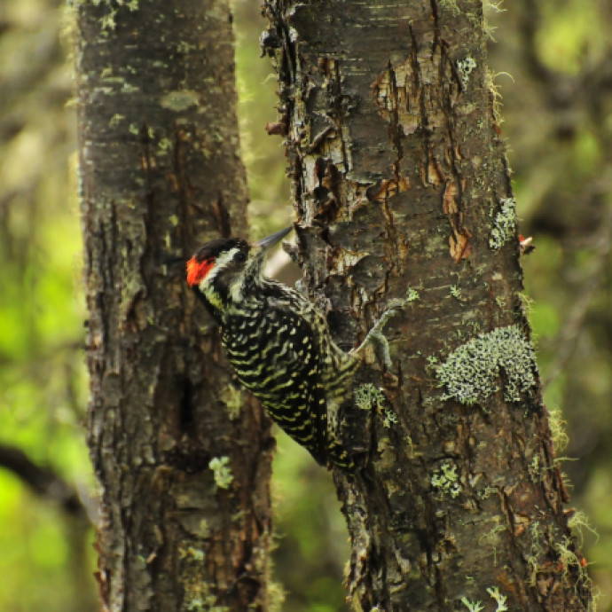 Parque Tantauco Pájaro en el bosque 
