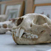 CEDEL diciembre 2022