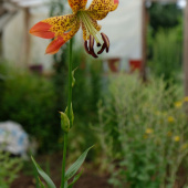 CEDEL diciembre 2022