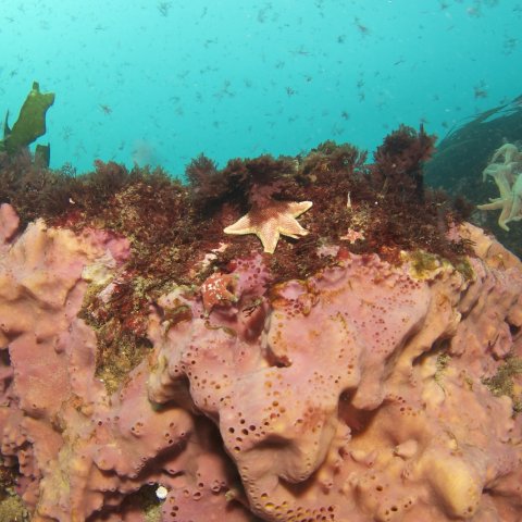 Mar chileno, Autora: Alejandra Perez Matus