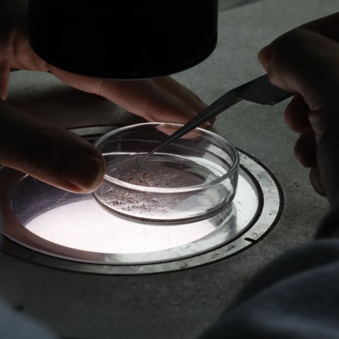 Investigadores trabajando, César Dellepiane