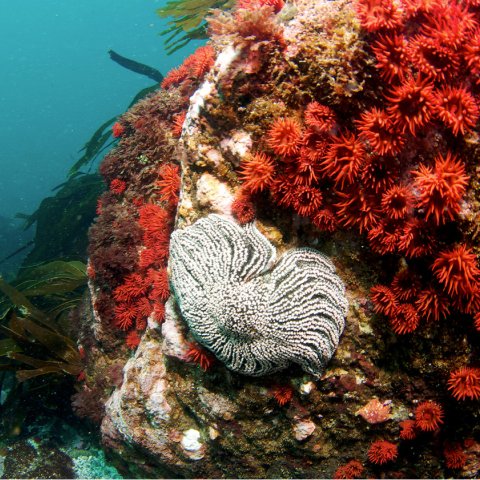 Estación Costera de Investigaciones Marinas