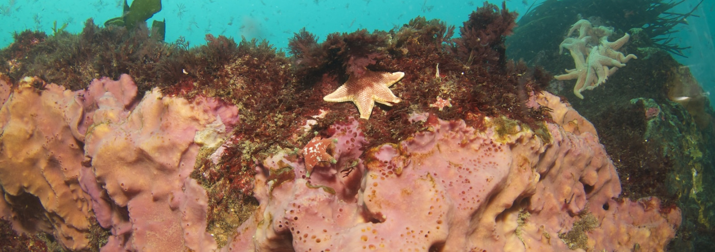 Mar chileno, Autora: Alejandra Perez Matus