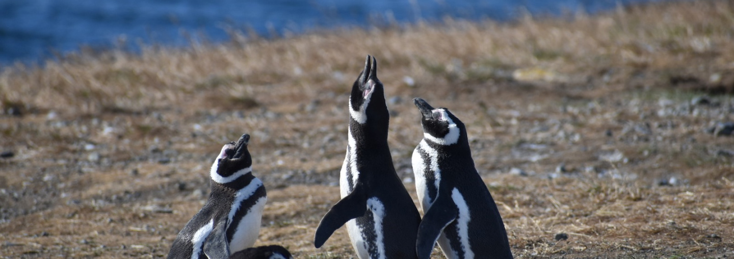 Pinguinos en Magallanes, Autor: Waldo Cerpa