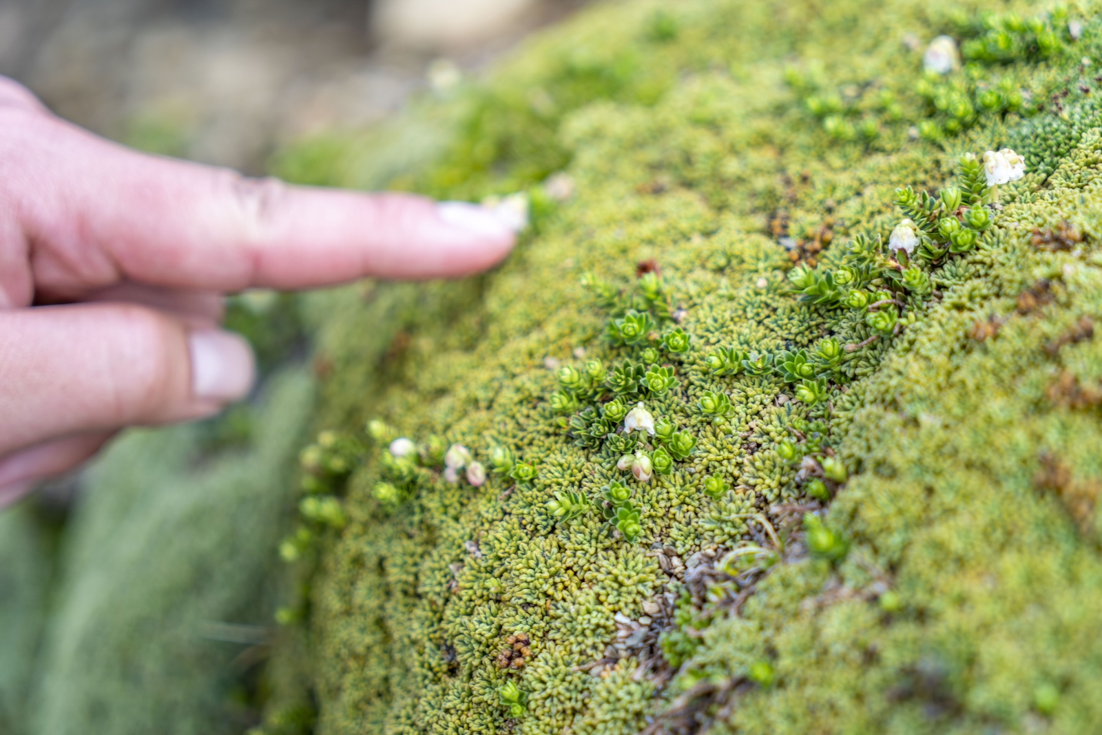 fotografía en representación del concepto de sustentabilidad