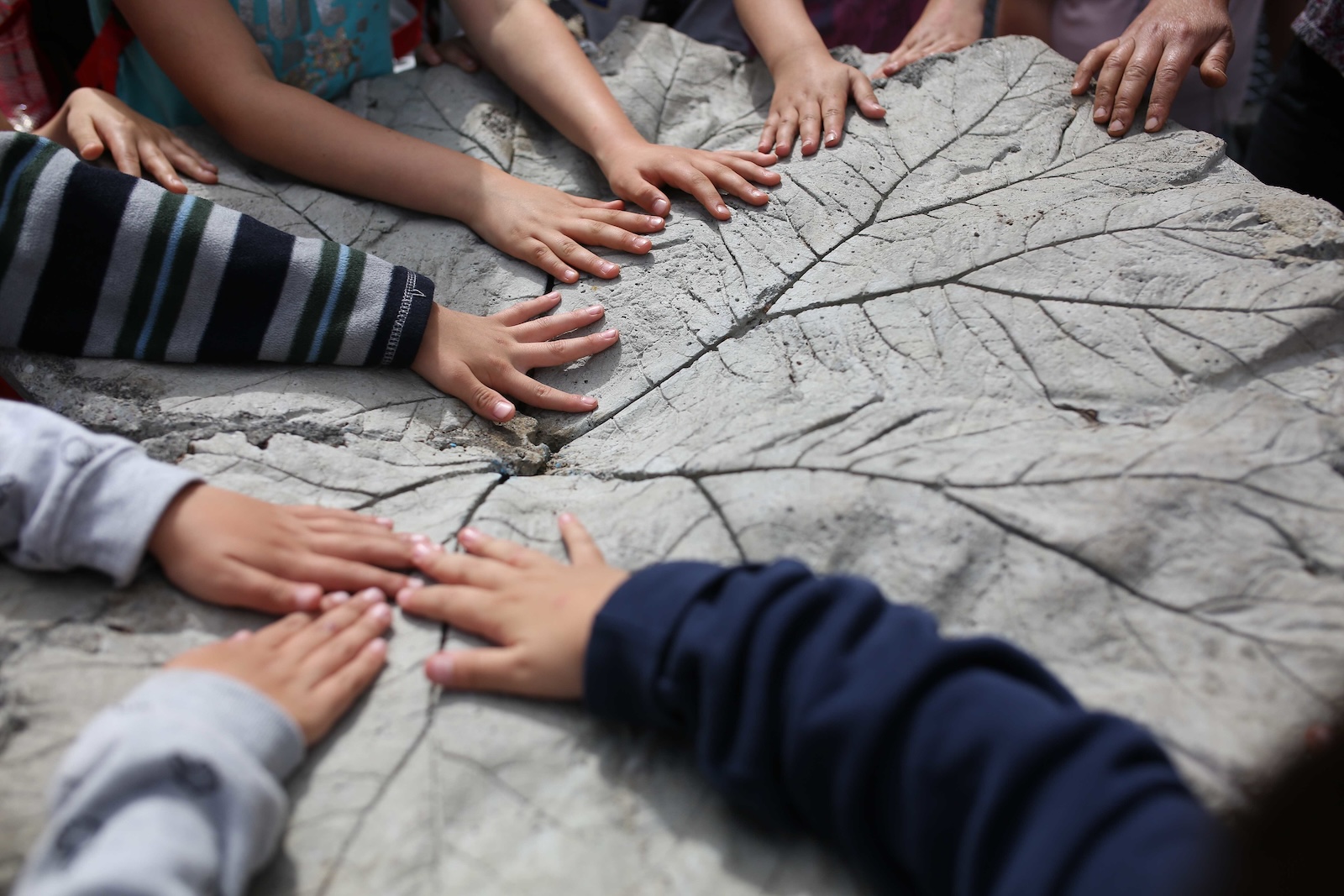 fotografía en representación del concepto de transdisciplina